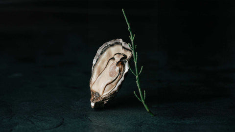 Huître ouverte fraîche accompagnée d'une branche verte sur fond sombre, Les Huîtres d'exception.