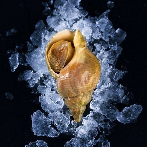 Bulot cuit sur lit de glace prêt à déguster fraîcheur marine française