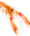 Langoustine entière cuite délicatement dans un bouillon de légumes, parfaite pour apéritifs et plateaux de fruits de mer