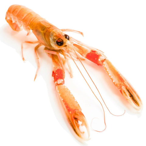 Langoustine entière cuite délicatement dans un bouillon de légumes, parfaite pour apéritifs et plateaux de fruits de mer